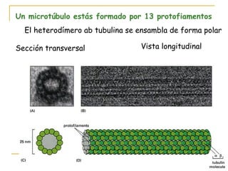 Un microtúbulo estás formado por 13 protofiamentos
  El heterodímero ab tubulina se ensambla de forma polar

Sección transversal              Vista longitudinal
 