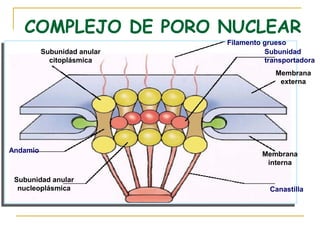 COMPLEJO DE PORO NUCLEAR
                             Filamento grueso
          Subunidad anular             Subunidad
            citoplásmica               transportadora
                                          Membrana
                                           externa




Andamio
                                      Membrana
                                       interna

 Subunidad anular
  nucleoplásmica                        Canastilla
 