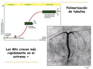 Polimerización
                      de tubulina




Los Mts crecen más
 rapidamente en el
     extremo +
 