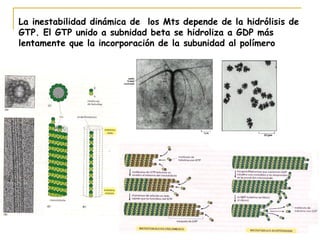 La inestabilidad dinámica de los Mts depende de la hidrólisis de
GTP. El GTP unido a subnidad beta se hidroliza a GDP más
lentamente que la incorporación de la subunidad al polímero
 