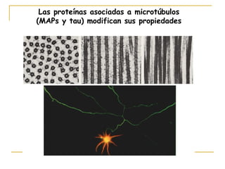 Las proteínas asociadas a microtúbulos
(MAPs y tau) modifican sus propiedades
 
