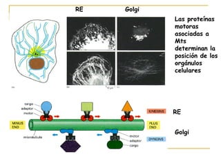 RE   Golgi
             Las proteínas
             motoras
             asociadas a
             Mts
             determinan la
             posición de los
             orgánulos
             celulares




             RE


             Golgi
 