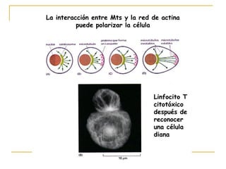 La interacción entre Mts y la red de actina
          puede polarizar la célula




                                  Linfocito T
                                  citotóxico
                                  después de
                                  reconocer
                                  una célula
                                  diana
 