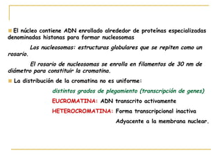 El núcleo contiene ADN enrollado alrededor de proteínas especializadas
denominadas histonas para formar nucleosomas
           Los nucleosomas: estructuras globulares que se repiten como un
rosario.
        El rosario de nucleosomas se enrolla en filamentos de 30 nm de
diámetro para constituir la cromatina.
  La distribución de la cromatina no es uniforme:
                   distintos grados de plegamiento (transcripción de genes)
                   EUCROMATINA: ADN transcrito activamente
                   HETEROCROMATINA: Forma transcripcional inactiva
                                          Adyacente a la membrana nuclear.
 