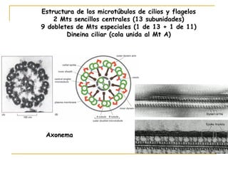 Estructura de los microtúbulos de cilios y flagelos
    2 Mts sencillos centrales (13 subunidades)
9 dobletes de Mts especiales (1 de 13 + 1 de 11)
        Dineina ciliar (cola unida al Mt A)




 Axonema
 