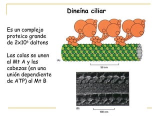 Dineína ciliar

Es un complejo
proteico grande
de 2x106 daltons

Las colas se unen
al Mt A y las
cabezas (en una
unión dependiente
de ATP) al Mt B
 