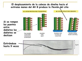El desplazamiento de la cabeza de dineína hacia el
      extremo menos del Mt B produce la flexión del cilio




Si se rompen
los puentes
entre
dobletes los
dobletes se
deslizan


Estirándose
hasta 9 veces
 