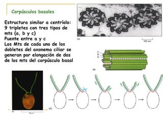 Corpúsculos basales

Estructura similar a centríolo:
9 tripletes con tres tipos de
mts (a, b y c)
Puente entre a y c
Los Mts de cada uno de los
dobletes del axonema ciliar se
generan por elongación de dos
de los mts del corpúsculo basal
 