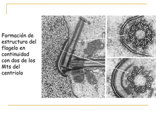 Formación de
estructura del
flagelo en
continuidad
con dos de los
Mts del
centriolo
 
