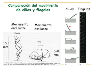 Comparación del movimiento
     de cilios y flagelos              Cilios   Flagelos



      Movimiento   Movimiento
      ondulante    oscilante



150
mm
                                6-10
                                mm
 