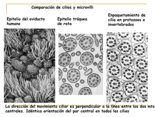 Comparación de cilios y microvilli

                                                       Enpaquetamiento de
Epitelio del oviducto      Epitelio tráquea            cilia en protozoos e
humano                     de rata                     invertebrados




La dirección del movimiento ciliar es perpendicular a la línea entre los dos mts
centrales. Idéntica orientación del par central en todos los cilios
 