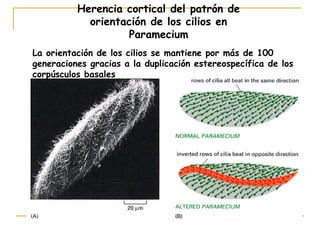 Herencia cortical del patrón de
            orientación de los cilios en
                    Paramecium
La orientación de los cilios se mantiene por más de 100
generaciones gracias a la duplicación estereospecífica de los
corpúsculos basales
 