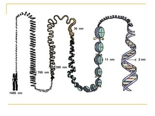 30 nm




                                    11 nm   2 nm

                   300 nm
          700 nm




1400 nm
 