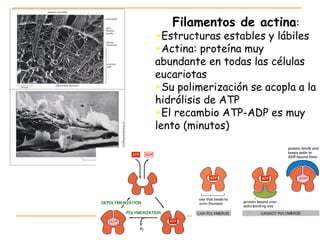 Filamentos de actina:
•Estructuras estables y lábiles
•Actina: proteína muy
abundante en todas las células
eucariotas
•Su polimerización se acopla a la
hidrólisis de ATP
•El recambio ATP-ADP es muy
lento (minutos)
 