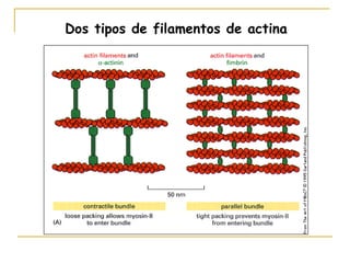 Dos tipos de filamentos de actina
 