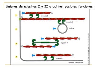 Uniones de miosinas I y II a actina: posibles funciones
 