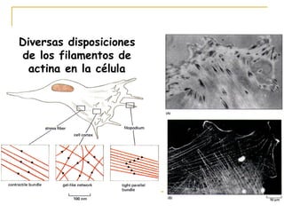 Diversas disposiciones
de los filamentos de
  actina en la célula
 