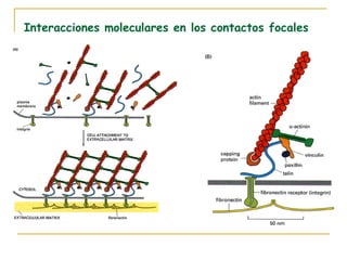 Interacciones moleculares en los contactos focales
 