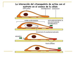 La interacción del citoesqueleto de actina con el
       sustrato en el avance de la célula
 