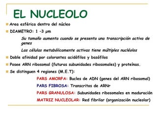 EL NUCLEOLO
Area esférica dentro del núcleo
DIAMETRO: 1 –3 µm
     Su tamaño aumenta cuando se presenta una transcripción activa de
     genes
     Las células metabólicamente activas tiene múltiples nucléolos
Doble afinidad por colorantes acidófilos y basófilos
Posee ARN ribosomal (futuras subunidades ribosomales) y proteínas.
Se distinguen 4 regiones (M.E.T):
              PARS AMORFA: Bucles de ADN (genes del ARN ribosomal)
              PARS FIBROSA: Transcritos de ARNr
              PARS GRANULOSA: Subunidades ribosomales en maduración
              MATRIZ NUCLEOLAR: Red fibrilar (organización nucleolar)
 