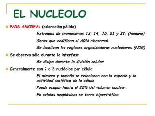 EL NUCLEOLO
PARS AMORFA: (coloración pálida)
             Extremos de cromosomas 13, 14, 15, 21 y 22. (humano)
             Genes que codifican el ARN ribosomal.
             Se localizan las regiones organizadoras nucleolares (NOR)
Se observa sólo durante la interfase
             Se disipa durante la división celular
Generalmente son 2 o 3 nucléolos por célula
             El número y tamaño se relacionan con la especie y la
             actividad sintética de la célula
             Puede ocupar hasta el 25% del volumen nuclear .
             En células neoplásicas se torna hipertrófico
 