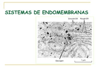 SISTEMAS DE ENDOMEMBRANAS
 