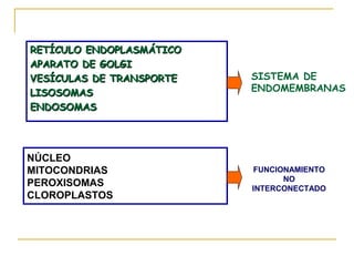 RETÍCULO ENDOPLASMÁTICO
APARATO DE GOLGI
VESÍCULAS DE TRANSPORTE   SISTEMA DE
LISOSOMAS                 ENDOMEMBRANAS
ENDOSOMAS




NÚCLEO
MITOCONDRIAS              FUNCIONAMIENTO
                                NO
PEROXISOMAS               INTERCONECTADO
CLOROPLASTOS
 