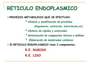 RETICULO ENDOPLASMICO
PROCESOS METABOLICOS QUE SE EFECTUAN:
          º Síntesis y modificación de proteínas
                 (Plegamiento, sulfatación, hidroxilación,etc)
          ª Síntesis de Lípidos y esteroides
          º Detoxicación de compuestos tóxicos o dañinos
          º Elaboración de membranas celulares
El RETICULO ENDOPLASMICO tiene 2 componentes:

          R.E. RUGOSO
          R.E. LISO
 