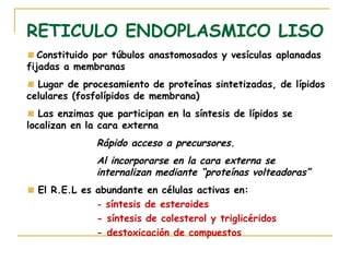 RETICULO ENDOPLASMICO LISO
   Constituido por túbulos anastomosados y vesículas aplanadas
fijadas a membranas
  Lugar de procesamiento de proteínas sintetizadas, de lípidos
celulares (fosfolípidos de membrana)
   Las enzimas que participan en la síntesis de lípidos se
localizan en la cara externa
               Rápido acceso a precursores.
               Al incorporarse en la cara externa se
               internalizan mediante “proteínas volteadoras”
  El R.E.L es abundante en células activas en:
              - síntesis de esteroides
              - síntesis de colesterol y triglicéridos
              - destoxicación de compuestos
 