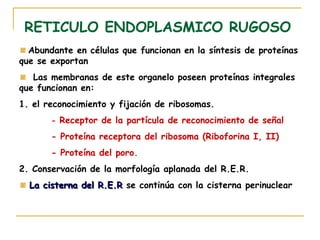 RETICULO ENDOPLASMICO RUGOSO
  Abundante en células que funcionan en la síntesis de proteínas
que se exportan
   Las membranas de este organelo poseen proteínas integrales
que funcionan en:
1. el reconocimiento y fijación de ribosomas.
       - Receptor de la partícula de reconocimiento de señal

       - Proteína receptora del ribosoma (Riboforina I, II)
       - Proteína del poro.
2. Conservación de la morfología aplanada del R.E.R.
  La cisterna del R.E.R se continúa con la cisterna perinuclear
 