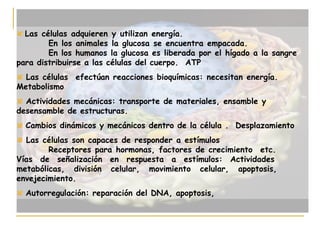 Las células adquieren y utilizan energía.
        En los animales la glucosa se encuentra empacada.
        En los humanos la glucosa es liberada por el hígado a la sangre
para distribuirse a las células del cuerpo. ATP
  Las células efectúan reacciones bioquímicas: necesitan energía.
Metabolismo
  Actividades mecánicas: transporte de materiales, ensamble y
desensamble de estructuras.
  Cambios dinámicos y mecánicos dentro de la célula . Desplazamiento
  Las células son capaces de responder a estímulos
        Receptores para hormonas, factores de crecimiento etc.
Vías de señalización en respuesta a estímulos: Actividades
metabólicas, división celular, movimiento celular, apoptosis,
envejecimiento.
  Autorregulación: reparación del DNA, apoptosis,
 