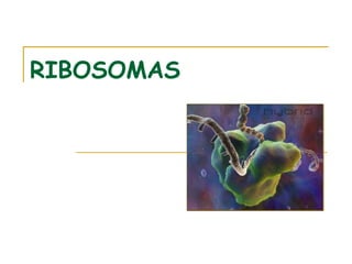 RIBOSOMAS
 