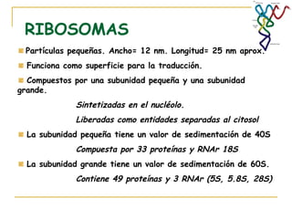 RIBOSOMAS
 Partículas pequeñas. Ancho= 12 nm. Longitud= 25 nm aprox.
  Funciona como superficie para la traducción.
  Compuestos por una subunidad pequeña y una subunidad
grande.
              Sintetizadas en el nucléolo.
              Liberadas como entidades separadas al citosol
  La subunidad pequeña tiene un valor de sedimentación de 40S
              Compuesta por 33 proteínas y RNAr 18S
  La subunidad grande tiene un valor de sedimentación de 60S.
              Contiene 49 proteínas y 3 RNAr (5S, 5.8S, 28S)
 
