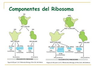 Componentes del Ribosoma
 