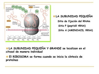 LA SUBUNIDAD PEQUEÑA
                                    Sitio de fijación del RNAm
                                    Sitio P (peptidil tRNA)
                                    Sitio A (AMINOACIL tRNA)




  LA SUBUNIDAD PEQUEÑA Y GRANDE se localizan en el
citosol de manera individual
  El RIBOSOMA se forma cuando se inicia la síntesis de
proteínas
 