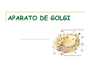 APARATO DE GOLGI
 