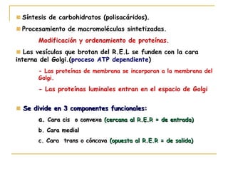 Síntesis de carbohidratos (polisacáridos).
  Procesamiento de macromoléculas sintetizadas.
       Modificación y ordenamiento de proteínas.
   Las vesículas que brotan del R.E.L se funden con la cara
interna del Golgi.(proceso ATP dependiente)
       - Las proteínas de membrana se incorporan a la membrana del
       Golgi.

       - Las proteínas luminales entran en el espacio de Golgi


  Se divide en 3 componentes funcionales:
       a. Cara cis o convexa (cercana al R.E.R = de entrada)
       b. Cara medial
       c. Cara trans o cóncava (opuesta al R.E.R = de salida)
 