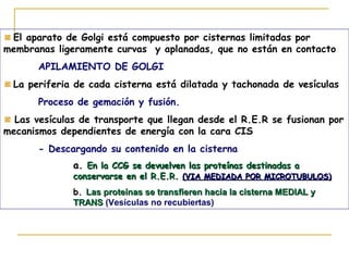 El aparato de Golgi está compuesto por cisternas limitadas por
membranas ligeramente curvas y aplanadas, que no están en contacto
       APILAMIENTO DE GOLGI
  La periferia de cada cisterna está dilatada y tachonada de vesículas
       Proceso de gemación y fusión.
  Las vesículas de transporte que llegan desde el R.E.R se fusionan por
mecanismos dependientes de energía con la cara CIS
       - Descargando su contenido en la cisterna
              a. En la CCG se devuelven las proteínas destinadas a
              conservarse en el R.E.R. (VIA MEDIADA POR MICROTUBULOS)
              b. Las proteínas se transfieren hacia la cisterna MEDIAL y
              TRANS (Vesículas no recubiertas)
 