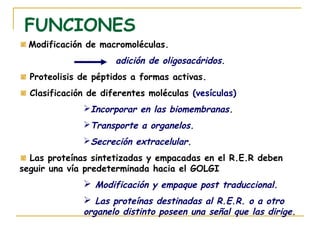 FUNCIONES
 Modificación de macromoléculas.
                      adición de oligosacáridos.
  Proteolisis de péptidos a formas activas.
  Clasificación de diferentes moléculas (vesículas)
              Incorporar en las biomembranas.
              Transporte a organelos.
              Secreción extracelular.
  Las proteínas sintetizadas y empacadas en el R.E.R deben
seguir una vía predeterminada hacia el GOLGI
               Modificación y empaque post traduccional.
               Las proteínas destinadas al R.E.R. o a otro
              organelo distinto poseen una señal que las dirige.
 