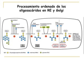 Procesamiento ordenado de los
 oligosacáridos en RE y Golgi
 