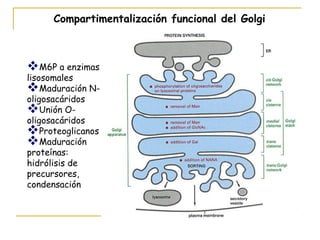 Compartimentalización funcional del Golgi



M6P a enzimas
lisosomales
Maduración N-
oligosacáridos
Unión O-
oligosacáridos
Proteoglicanos
Maduración
proteínas:
hidrólisis de
precursores,
condensación
 