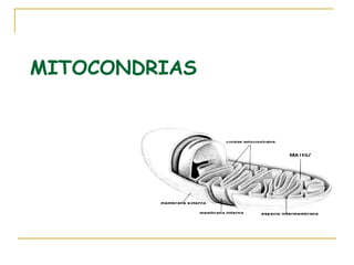 MITOCONDRIAS
 