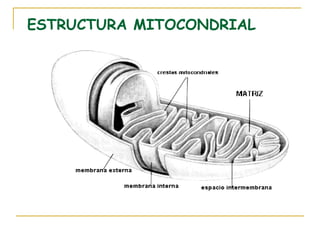 ESTRUCTURA MITOCONDRIAL
 