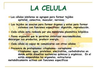 LA CELULA
  Las células similares se agrupan para formar tejidos
        epitelial, conectivo, muscular, nervioso
  Los tejidos se asocian para formar órganos y estos para formar
        sistemas con funciones especificas: digestión, reproducción.
  Cada célula esta rodeada por una membrana plasmática bilipídica
  Posee organelos que le permiten sintetizar macromoléculas,
descargar sus productos, producir energía.
  Cada célula es capaz de comunicarse con otras células
  Presencia de protoplasma: citoplasma- carioplasma
        Citoplasma: agua, proteínas, electrolitos, carbohidratos en
        donde están disueltas sustancias químicas y orgánicas. En el
        están suspendidos los organelos, estructuras
metabólicamente activas con funciones específicas
 
