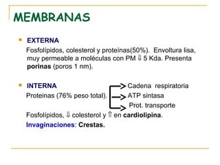 MEMBRANAS
   EXTERNA
    Fosfolípidos, colesterol y proteínas(50%). Envoltura lisa,
    muy permeable a moléculas con PM ⇓ 5 Kda. Presenta
    porinas (poros 1 nm).

   INTERNA                            Cadena respiratoria
    Proteinas (76% peso total).        ATP sintasa
                                        Prot. transporte
    Fosfolípidos, ⇓ colesterol y ⇑ en cardiolipina.
    Invaginaciones: Crestas.
 