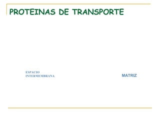 PROTEINAS DE TRANSPORTE




   ESPACIO
   INTERMEMBRANA      MATRIZ
 