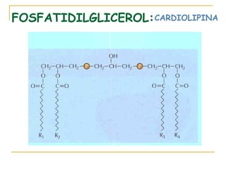 FOSFATIDILGLICEROL: CARDIOLIPINA
 
