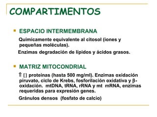 COMPARTIMENTOS
   ESPACIO INTERMEMBRANA
    Químicamente equivalente al citosol (iones y
    pequeñas moléculas).
    Enzimas degradación de lípidos y ácidos grasos.

   MATRIZ MITOCONDRIAL
    ⇑ [] proteínas (hasta 500 mg/ml). Enzimas oxidación
    piruvato, ciclo de Krebs, fosforilación oxidativa y β-
    oxidación. mtDNA, tRNA, rRNA y mt mRNA, enzimas
    requeridas para expresión genes.
    Gránulos densos (fosfato de calcio)
 