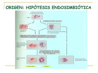 ORIGEN: HIPÓTESIS ENDOSIMBIÓTICA
 