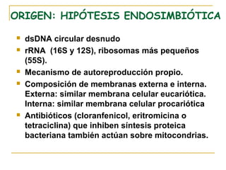 ORIGEN: HIPÓTESIS ENDOSIMBIÓTICA

   dsDNA circular desnudo
   rRNA (16S y 12S), ribosomas más pequeños
    (55S).
   Mecanismo de autoreproducción propio.
   Composición de membranas externa e interna.
    Externa: similar membrana celular eucariótica.
    Interna: similar membrana celular procariótica
   Antibióticos (cloranfenicol, eritromicina o
    tetraciclina) que inhiben síntesis proteica
    bacteriana también actúan sobre mitocondrias.
 